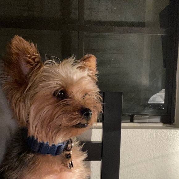 Meet your Posher, Lorena - Picture 1 of 1